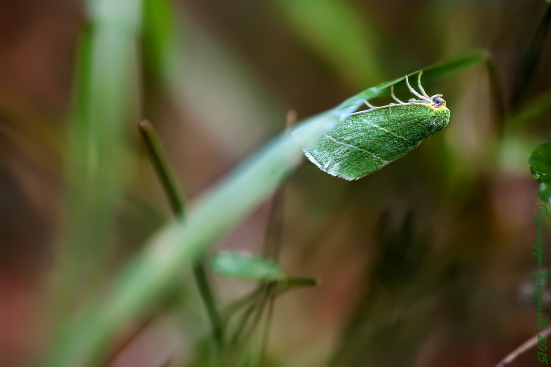 Tortrice verde delle querce? No, Bena bicolorana, Nolidae